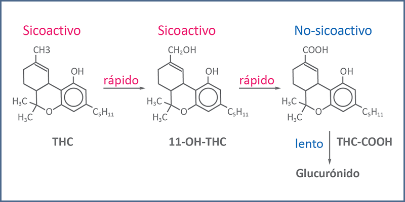 Figura 1 - Metabolismo del THC (adaptado de Musshoff and Madea, 2006)